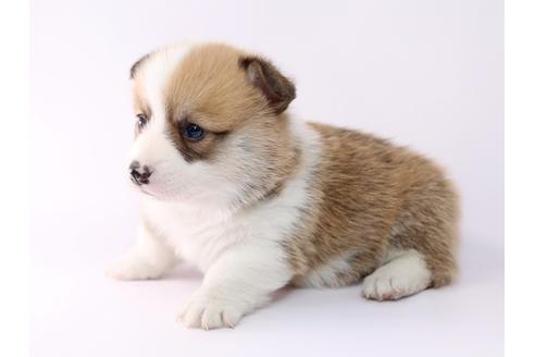 成約済の栃木県のウェルシュコーギーペンブローク-48048の2枚目