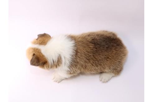 成約済の栃木県のウェルシュコーギーペンブローク-48048の1枚目