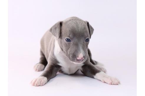 成約済の栃木県のイタリアングレーハウンド(イタグレ)-48049の2枚目