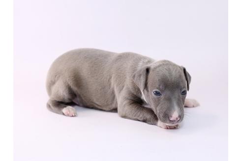 成約済の栃木県のイタリアングレーハウンド(イタグレ)-48049の3枚目