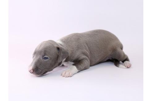 成約済の栃木県のイタリアングレーハウンド(イタグレ)-48049の4枚目