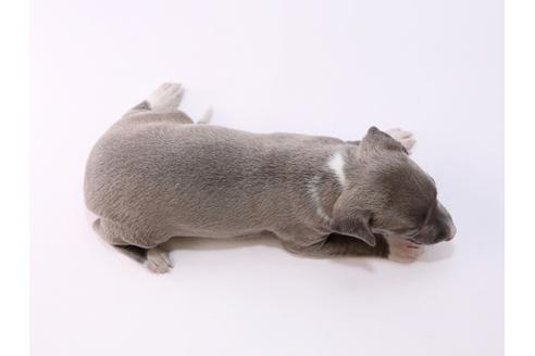 成約済の栃木県のイタリアングレーハウンド(イタグレ)-48049の1枚目