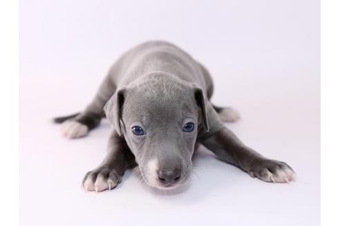 成約済の栃木県のイタリアングレーハウンド(イタグレ)-48050の3枚目