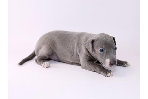 成約済の栃木県のイタリアングレーハウンド(イタグレ)-48050の1枚目