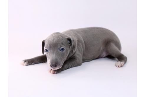 成約済の栃木県のイタリアングレーハウンド(イタグレ)-48050の2枚目