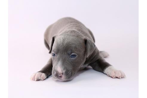 成約済の栃木県のイタリアングレーハウンド(イタグレ)-48051の3枚目