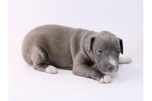 成約済の栃木県のイタリアングレーハウンド(イタグレ)-48051の1枚目