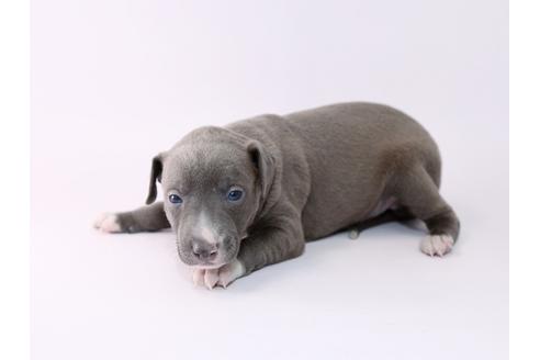 成約済の栃木県のイタリアングレーハウンド(イタグレ)-48051の2枚目