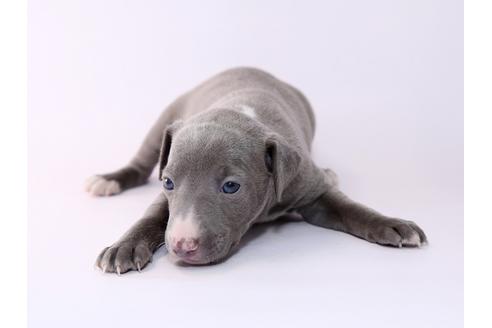 成約済の栃木県のイタリアングレーハウンド(イタグレ)-48052の3枚目