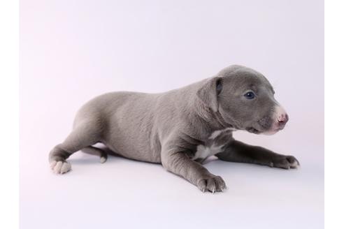 成約済の栃木県のイタリアングレーハウンド(イタグレ)-48052の4枚目