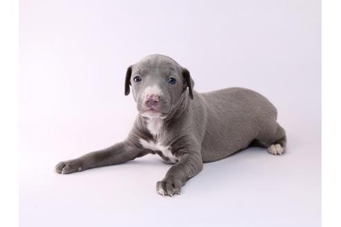 成約済の栃木県のイタリアングレーハウンド(イタグレ)-48052の2枚目