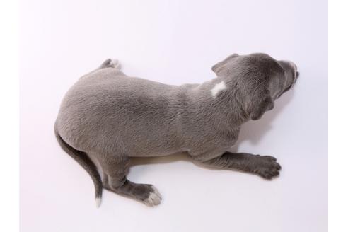 成約済の栃木県のイタリアングレーハウンド(イタグレ)-48052の1枚目