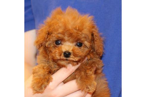 成約済の愛知県のトイプードル-45241の4枚目