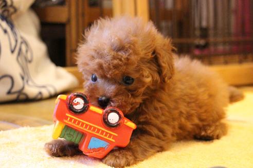 成約済の愛知県のトイプードル-45241の3枚目