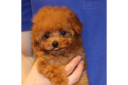 成約済の愛知県のティーカッププードル-45242の7枚目