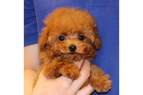 成約済の愛知県のティーカッププードル-45242の6枚目