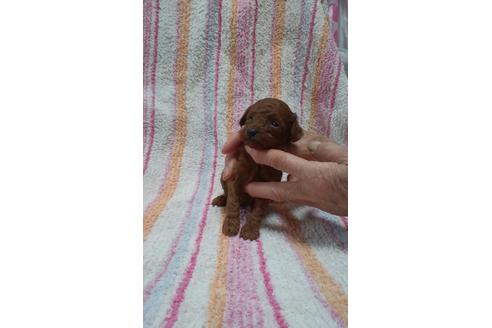 成約済の熊本県のトイプードル-48063の4枚目