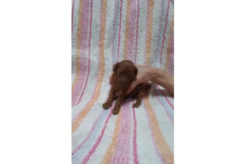 成約済の熊本県のトイプードル-48063の3枚目