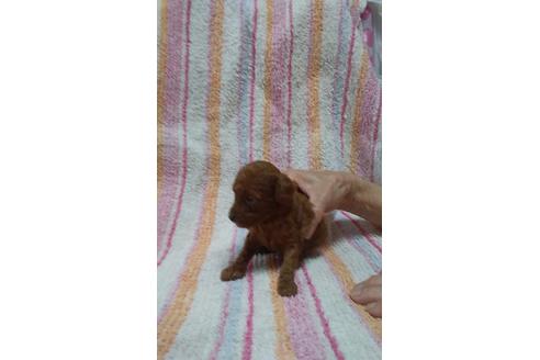 成約済の熊本県のトイプードル-48063の1枚目