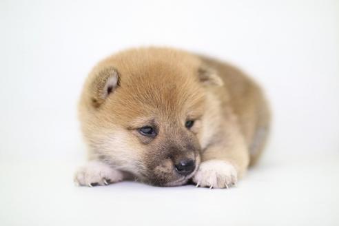 成約済の愛知県の柴犬-47806の2枚目