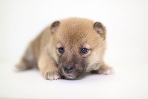 成約済の愛知県の柴犬-47806の3枚目
