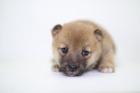 成約済の愛知県の柴犬-47806の1枚目