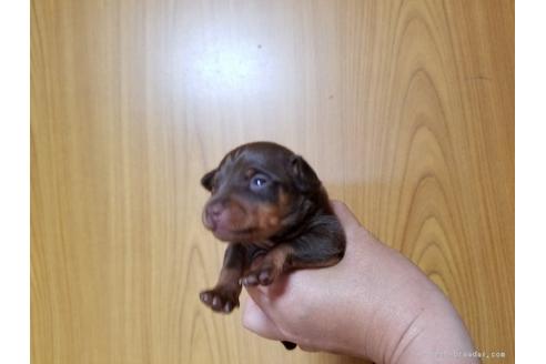 成約済の長崎県のミニチュアピンシャー(ミニピン)-48074の2枚目