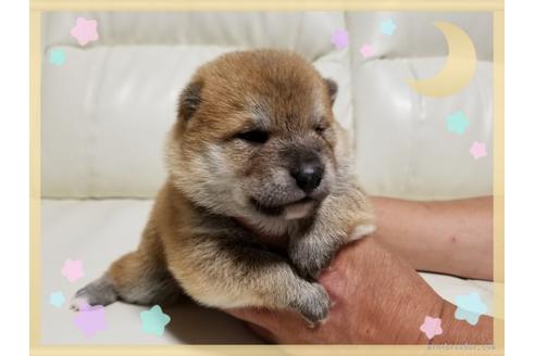 成約済の長崎県の柴犬-48079の2枚目