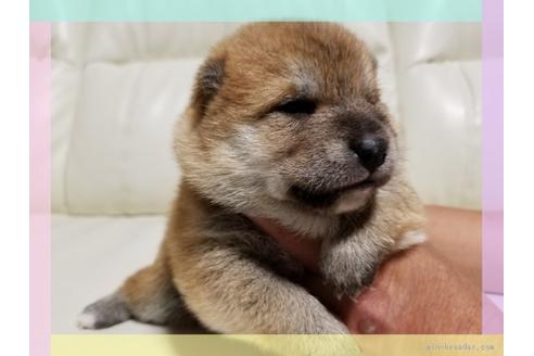 成約済の長崎県の柴犬-48079の1枚目