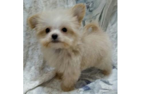 成約済の岐阜県のミックス犬-45707の2枚目