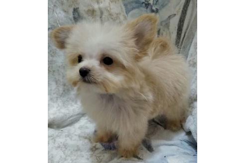 成約済の岐阜県のミックス犬-45707の1枚目