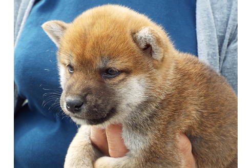 成約済の埼玉県の柴犬-47358の4枚目