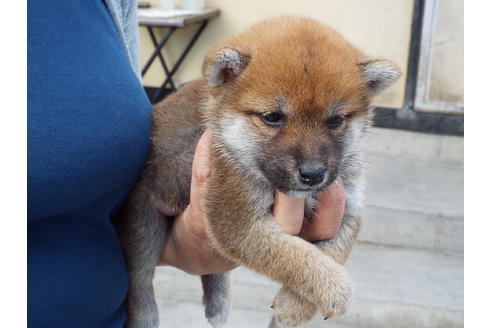成約済の埼玉県の柴犬-47358の3枚目