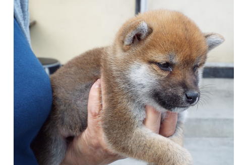成約済の埼玉県の柴犬-47358の2枚目