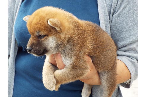 成約済の埼玉県の柴犬-47358の1枚目