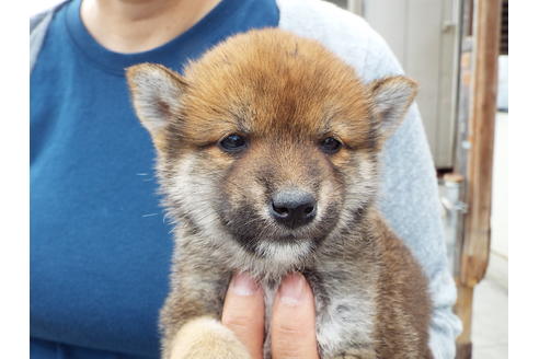 成約済の埼玉県の柴犬-47357の4枚目