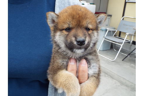 成約済の埼玉県の柴犬-47357の3枚目