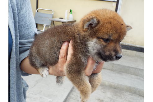 成約済の埼玉県の柴犬-47357の1枚目