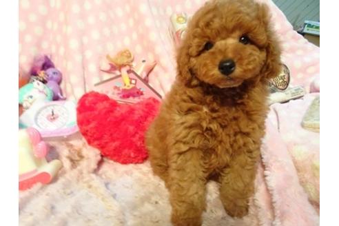 成約済の静岡県のトイプードル-48117の3枚目