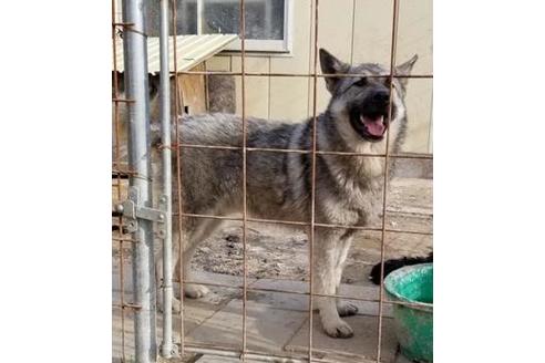 成約済の北海道のその他の犬種-48166