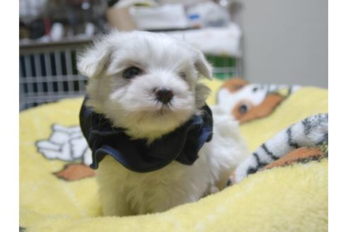 成約済の埼玉県のマルチーズ-48200の5枚目