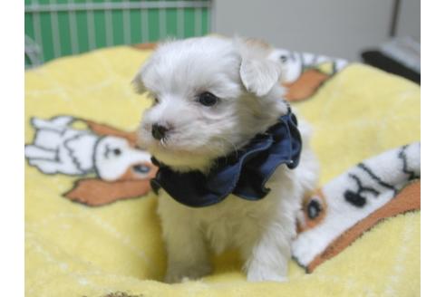 成約済の埼玉県のマルチーズ-48200の2枚目