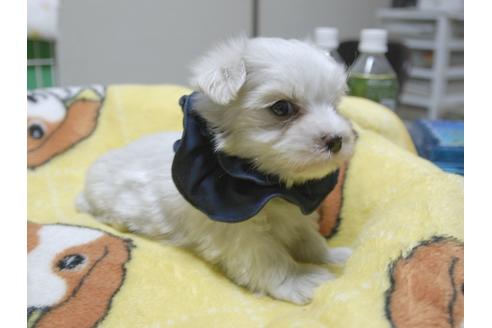 成約済の埼玉県のマルチーズ-48200の3枚目