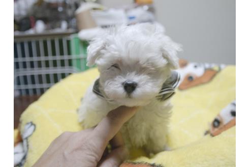 成約済の埼玉県のマルチーズ-47754の4枚目