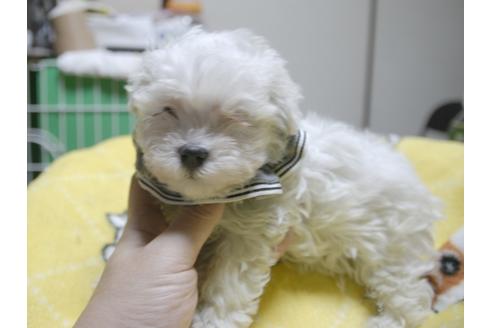 成約済の埼玉県のマルチーズ-47754の2枚目