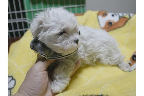 成約済の埼玉県のマルチーズ-47754の3枚目