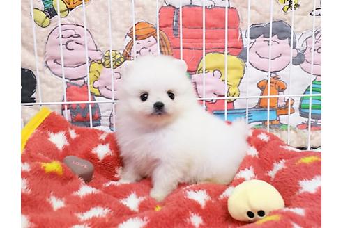 成約済の秋田県のポメラニアン-48202の3枚目