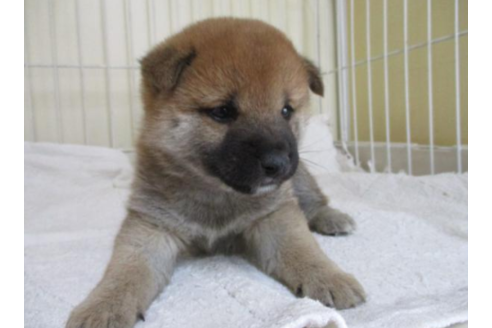 成約済の岡山県の豆柴-48209の2枚目