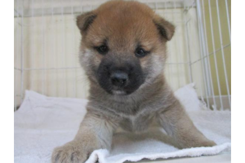 成約済の岡山県の豆柴-48209の1枚目