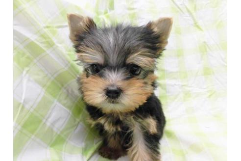 成約済の福岡県のヨークシャーテリア-48215の1枚目